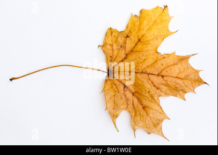 Des feuilles d'automne tombées d'un arbre d'érable sur un fond blanc. Banque D'Images