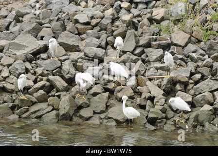 Aigrette neigeuse Egretta thula, réserve écologique de Bolsa Chica Wetlands. Banque D'Images