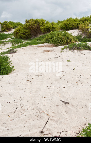 Traces de tortues de mer sur le sable de plage à Cormorant point, Isla Santa Maria ou Floreana Island, îles Galapagos, Équateur. Banque D'Images