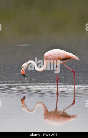 Îles Galapagos, en Équateur. Flamant rose (Phoenicopterus ruber), Cormorant Point, l'île Santa Maria ou l'Île Floreana. Banque D'Images