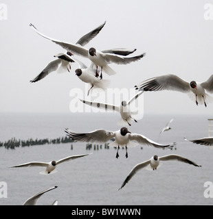 Mouettes à tête noire en vol Banque D'Images