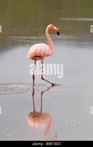 Îles Galapagos, en Équateur. Flamant rose (Phoenicopterus ruber), Cormorant Point, l'île Santa Maria ou l'Île Floreana. Banque D'Images