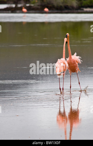 Îles Galapagos, en Équateur. Flamant rose (Phoenicopterus ruber), Cormorant Point, l'île Santa Maria ou l'Île Floreana. Banque D'Images