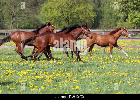 Le galop des chevaux dans un champ de renoncules Banque D'Images