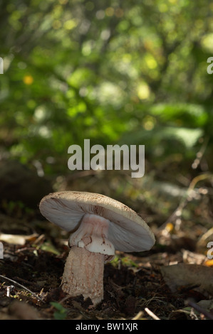 Le blush (Amanita rubescens) Banque D'Images