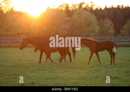 Une jument et poulains sur un pâturage dans le matin Banque D'Images