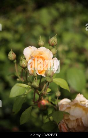 Couleur abricot jaune Rosa grace à Auskeppy jardins RHS garden Rosemoor Royal Horticultural Society Devon UK Banque D'Images