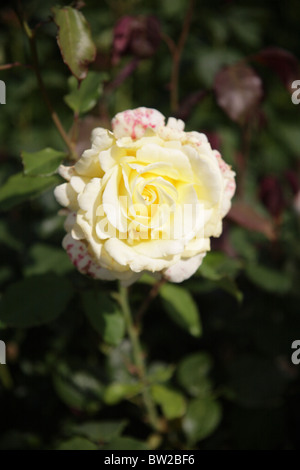 Rose jaune pâle teinté de rose rose Elina à Dicjana jardins RHS garden Rosemoor Royal Horticultural Society Devon UK Banque D'Images