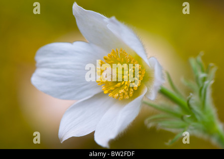 Un seul blanc Pasque flowerhead - Pulsatilla vulgaris 'Alba', pasqueflower Banque D'Images