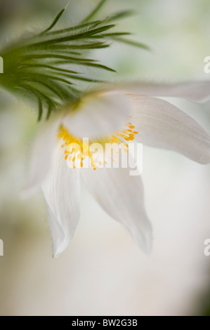 Un seul blanc Pasque flowerhead - Pulsatilla vulgaris 'Alba', pasqueflower Banque D'Images