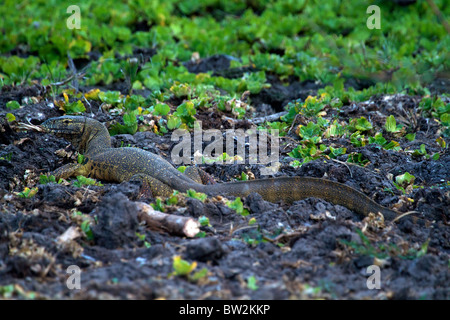 Moniteur du Nil Varanus niloticus le Parc National de Selous en Tanzanie Banque D'Images