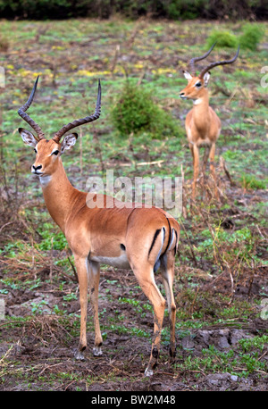 Impala Aepyceros melampus Parc National de Selous en Tanzanie Banque D'Images