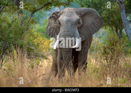 L'éléphant d'Afrique Loxodonta africana de Bull le Parc National de Selous en Tanzanie Banque D'Images