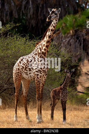 La mère et les jeunes GIRAFES MASAÏ ( Giraffa camelopardalis tippelskirchi ) Le Parc National de Selous en Tanzanie Banque D'Images