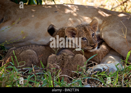 Les Jeunes lionceaux suckling AFRICAN LION (Panthera leo) Le Parc National de Selous, Tanzanie Banque D'Images