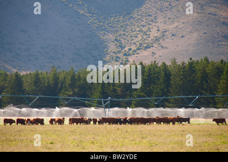 Arrêt du refroidissement,vaches,Moutons,Mount Cook,parc Aoraki/Mont Cook,Mt Cook Comté de Mackenzie,Île du Sud, Nouvelle-Zélande Banque D'Images