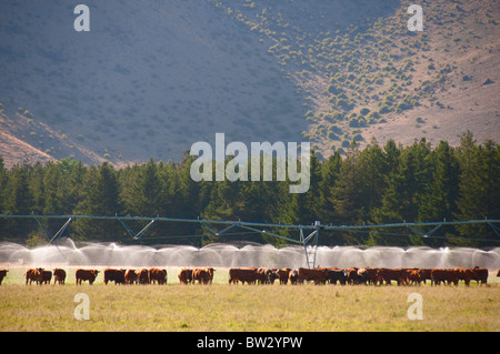 Arrêt du refroidissement,vaches,Moutons,Mount Cook,parc Aoraki/Mont Cook,Mt Cook Comté de Mackenzie,Île du Sud, Nouvelle-Zélande Banque D'Images