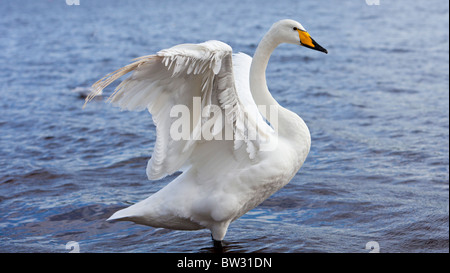 Cygne chanteur avec des dommages à l'aile droite Banque D'Images