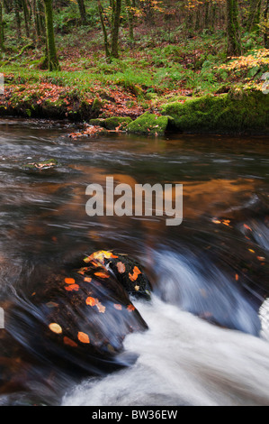 À l'automne les feuilles tombées sur la rivière Golitha Falls, fleuve Fowey près de Liskeard, Cornwall Banque D'Images