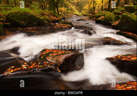 À l'automne les feuilles tombées sur la rivière Golitha Falls, fleuve Fowey près de Liskeard, Cornwall Banque D'Images