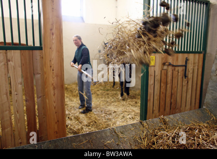 Nettoyage d'une femme un cheval fort, Graditz, Allemagne Banque D'Images