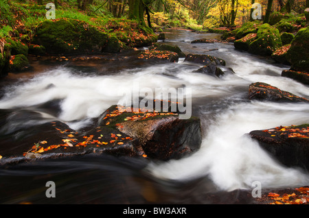 À l'automne les feuilles tombées sur la rivière Golitha Falls, fleuve Fowey près de Liskeard, Cornwall Banque D'Images