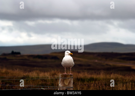 Mouette blanche sur perche dans les highlands Banque D'Images