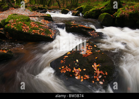 À l'automne les feuilles tombées sur la rivière Golitha Falls, fleuve Fowey près de Liskeard, Cornwall Banque D'Images