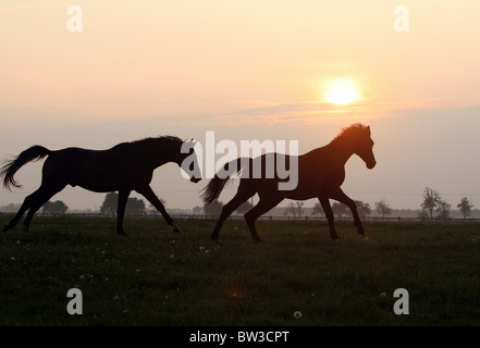 Le galop des chevaux sur un pâturage au lever du soleil, Graditz, Allemagne Banque D'Images