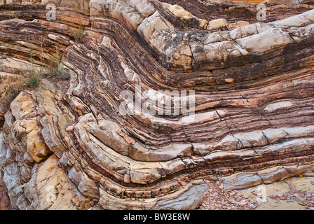 La formation de schiste et calcaire de Boquillas couches tordues dans Ernst Canyon, Désert de Chihuahuan à Big Bend National Park, Texas, États-Unis Banque D'Images