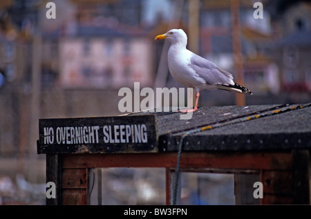 Le dirigeant d'une mouette par un 'Non' pour dormir à Cornwall Banque D'Images