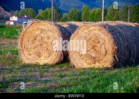 Bottes de foin dans un pré, Toscane Italie Banque D'Images