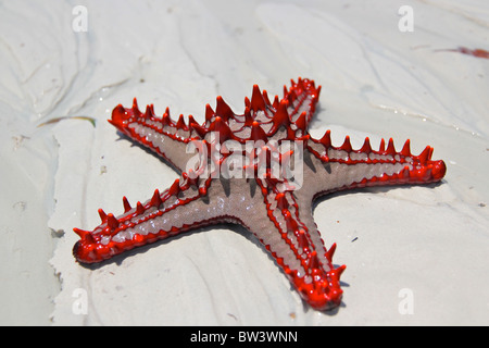 Starfish bulbés rouge sur la plage Banque D'Images