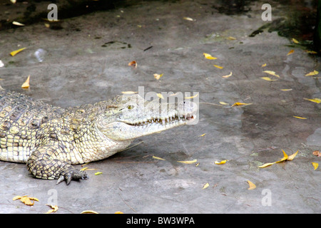 Crocodile albinos Banque D'Images