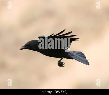 Corneille noire (Corvus corone) en vol Banque D'Images