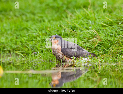 Fauve ( Accipiter nisus ) homme echelle Banque D'Images