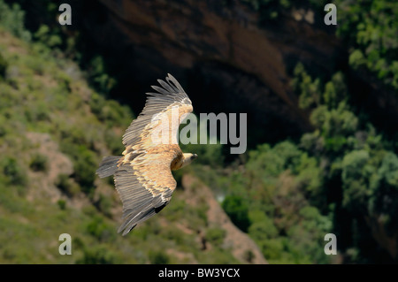 Vautour fauve (Gyps fulvus) survole river gorge, vu de dessus. Près de Huesca, en Espagne, en juillet. Banque D'Images
