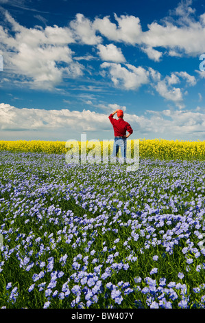 L'homme se face au champ de lin à fleurs avec le canola en arrière-plan, Tiger Hills, au Manitoba