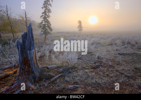 Un automne brouillard lever du soleil sur le givre des pâturages couverts dans le centre de l'Alberta, Canada Banque D'Images