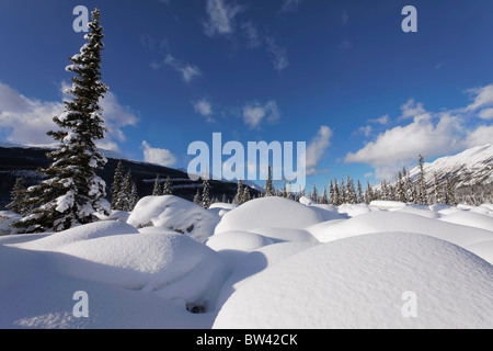 Des rochers couverts de neige et de sapins dans les Rocheuses canadiennes dans le parc national Jasper, Alberta, Canada Banque D'Images