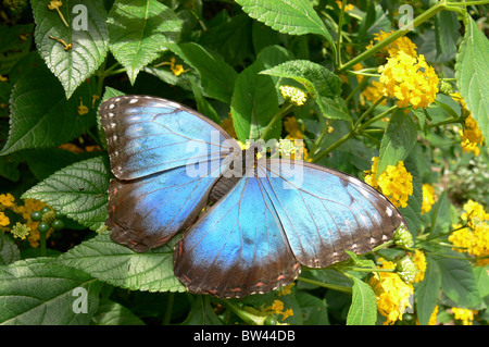 Papillon Bleu Morpho peleides Morpho () à Stratford Butterfly Farm, Stratford-upon-Avon, Warwickshire, Angleterre, Royaume-Uni Banque D'Images