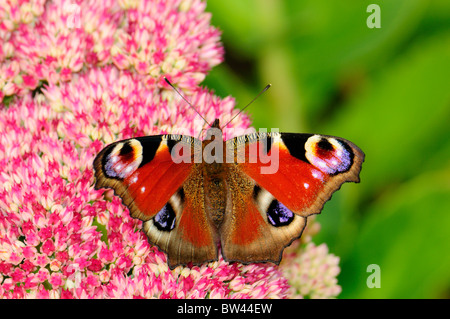 Peacock Butterfly ( Inachis io) photographié à Calderstones Park, Allerton, Liverpool, Merseyside, England, United Kingdom Banque D'Images