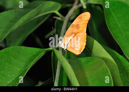 Julia Butterfly (ailes fermées) Dryas julia Banque D'Images