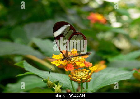 Glasswing Butterfly Greta oto morgane Banque D'Images