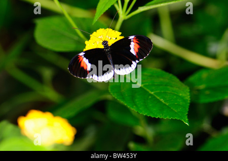 Petit Postman Butterfly (Heliconius erato ) Stratford Butterfly Farm, Stratford-upon-Avon, Warwickshire, Angleterre, Royaume-Uni Banque D'Images