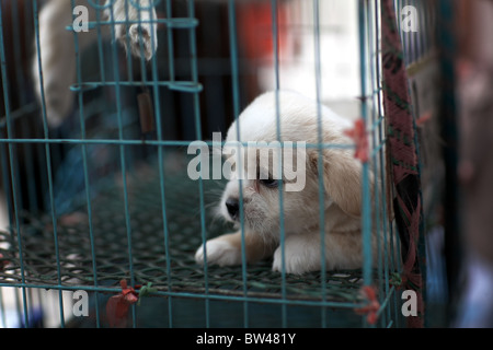 Un chiot vendu pour un animal dans les rues de Kunming, Chine. Banque D'Images