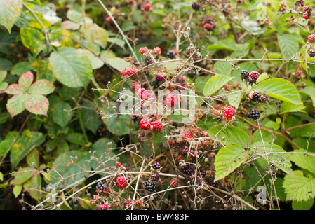 Fruits rouges sur les arbres et dans la campagne Banque D'Images