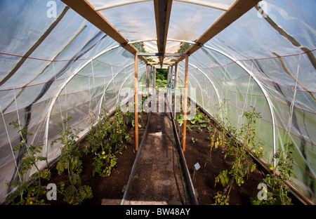 Intérieur d'une maison simple à effet recouvert de plastique utilisées pour faire pousser des tomates et autres légumes , Finlande Banque D'Images