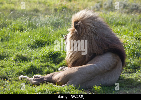 Un homme lion, Panthera leo, se trouve sur l'herbe épaisse dans un parc du lion d'Afrique du Sud. Banque D'Images