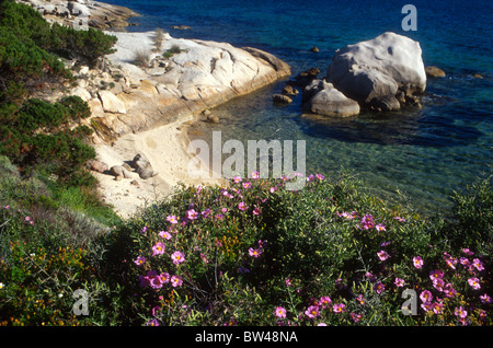 Une baie déserte sur la côte nord-est de la Sardaigne Italie avec chien rose sauvage roses dans l'avant-plan Banque D'Images